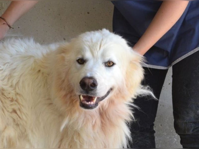 Jaafar - Der sanfte Riese Jaafar - Der sanfte Riese