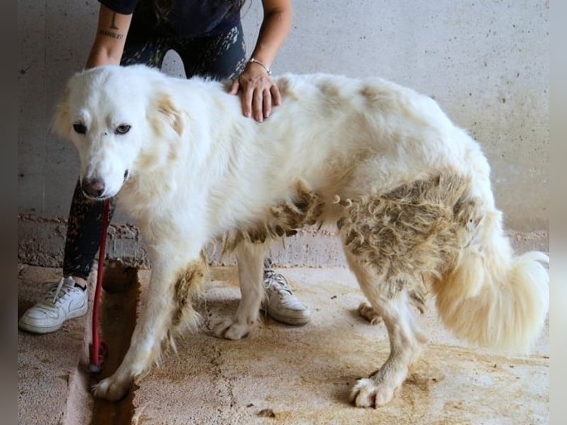 Hadrianus - weiß, es wird einmal ein Wunder gescheh'n