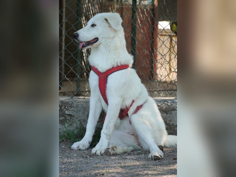 Mona - eine weiße Herzensbrecherin und ihre drei Schwestern