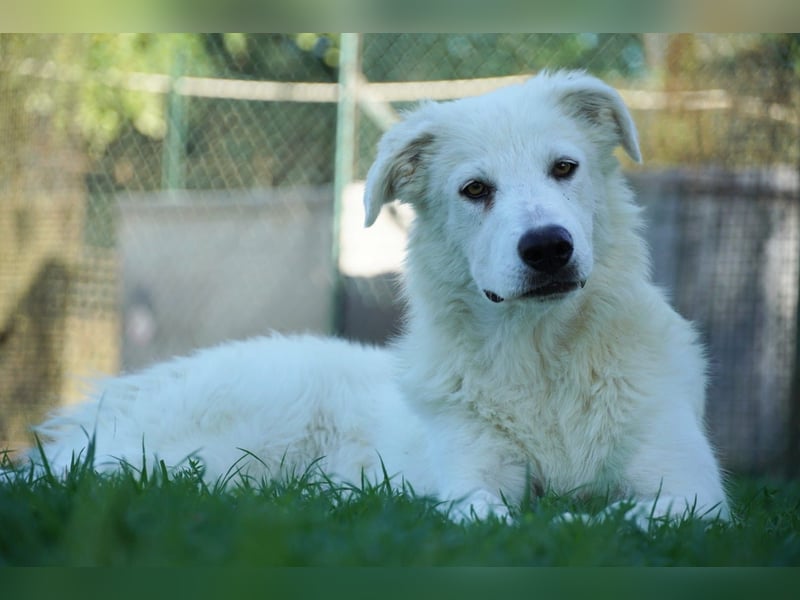 Mira - eine weiße Herzensbrecherin und ihre drei Schwestern