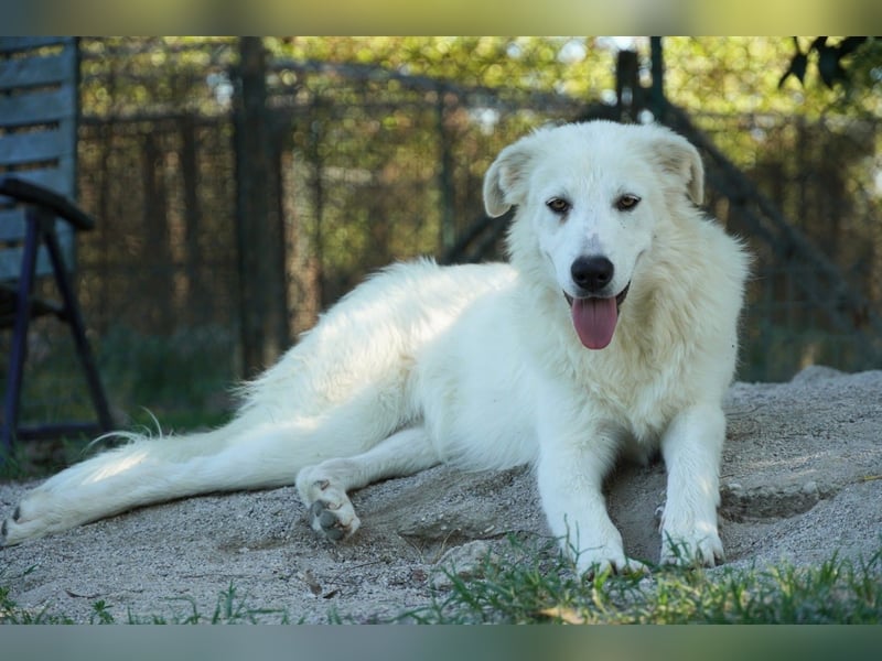 Mira - eine weiße Herzensbrecherin und ihre drei Schwestern
