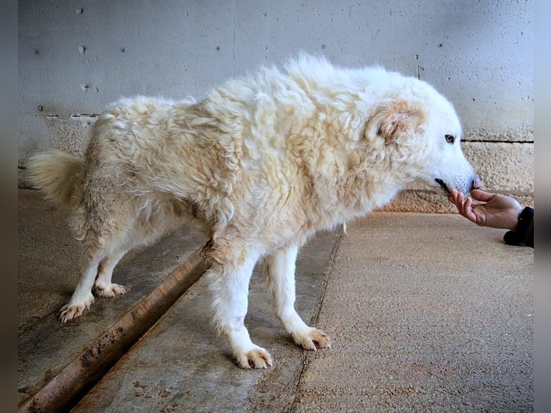 Folquet - Im falschen Leben