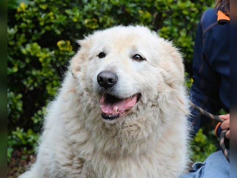 Tallulah - Grandezza auf vier Pfoten!