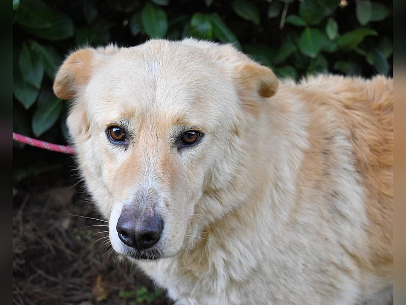 Antiloco - Nur ein Wunsch: endlich nach Hause!