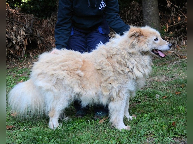 Dominico - Die Stimme des Windes