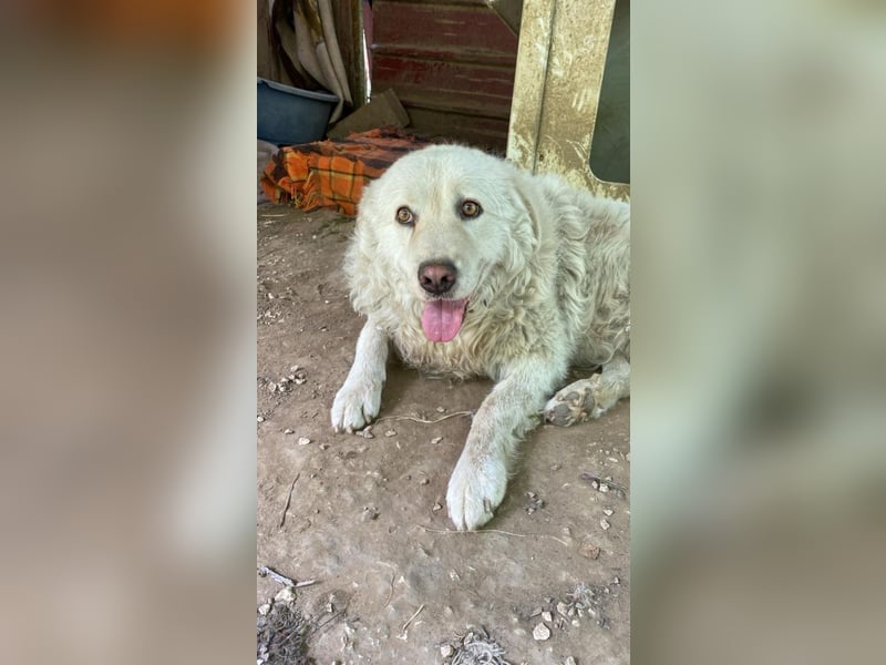 Luke - geboren, um zu schützen...