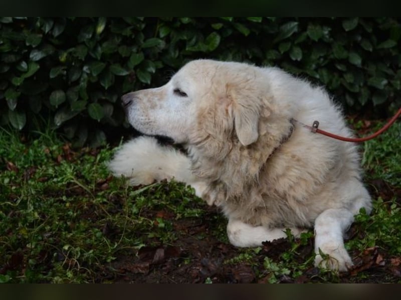 Gherardo - Ein Adler bleibt ein Adler...