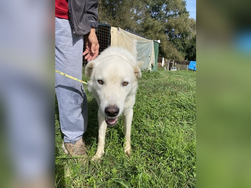 Boss - Wenn ein Name täuscht und ein Herz gewinnt