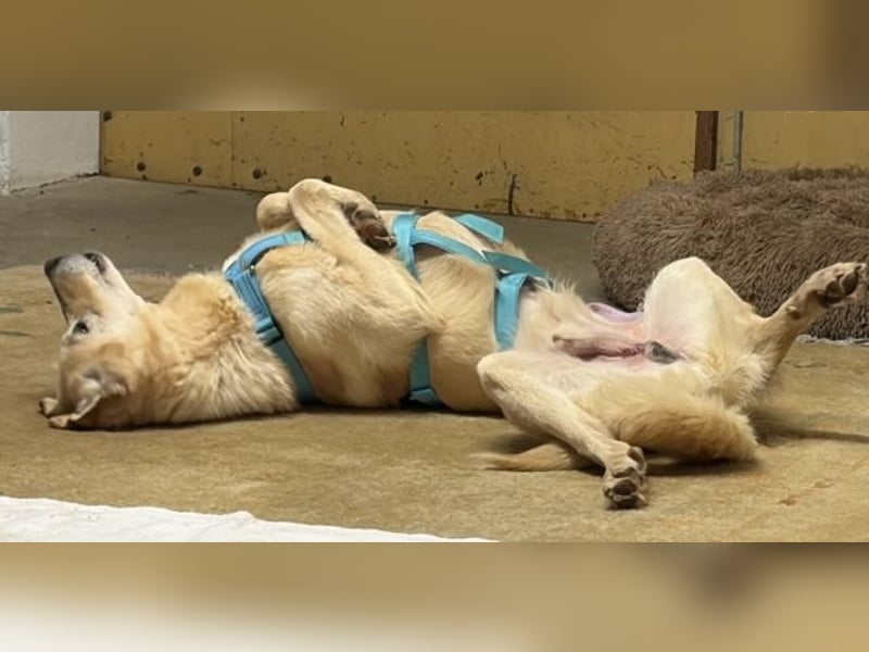 Yannick - SOS- (Dringend Pfflegestelle oder Zuhause gesucht )verloren zwischen Angst und Bindung