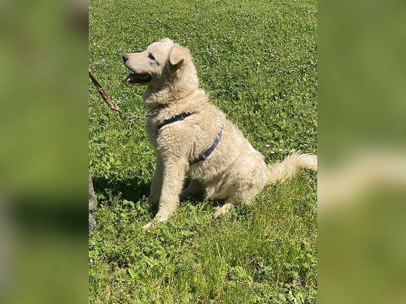 Cornelius - Woher soll er es können?