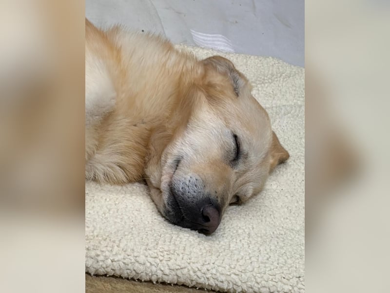 Yannick - SOS- Dringend Pflegestelle oder Zuhause gesucht - verloren zwischen Angst und Bindung