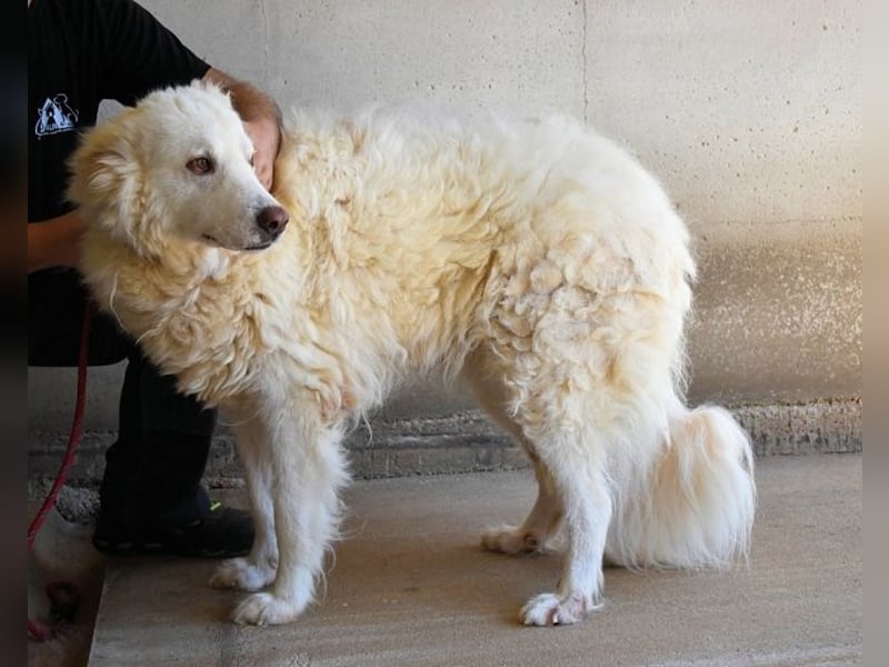 Haigen - Free HAIGEN