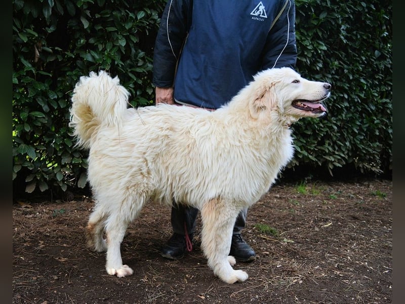 Leofric - Kleiner Löwe hat Großes vor