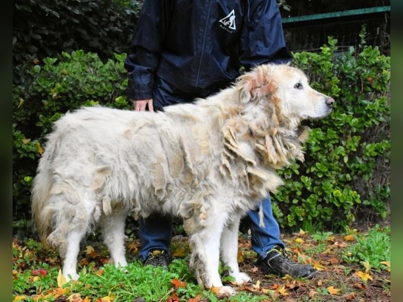 Akamu - Sucht seinen passenden Deckel