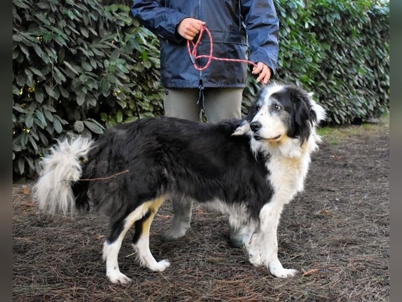 Hindah - Dreieinhalb Sommersprossen