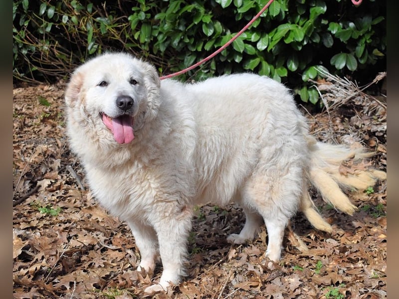 Tallulah - Grandezza auf vier Pfoten!