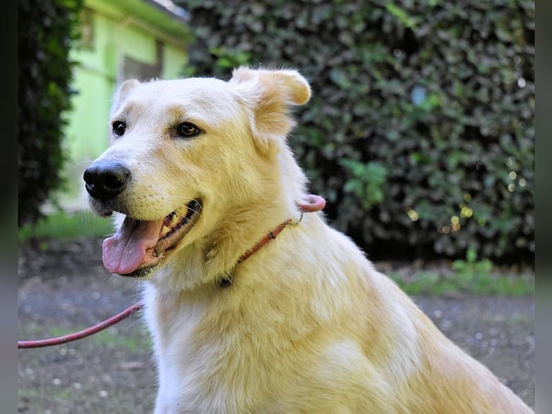 Antiloco - Nur ein Wunsch: endlich nach Hause!