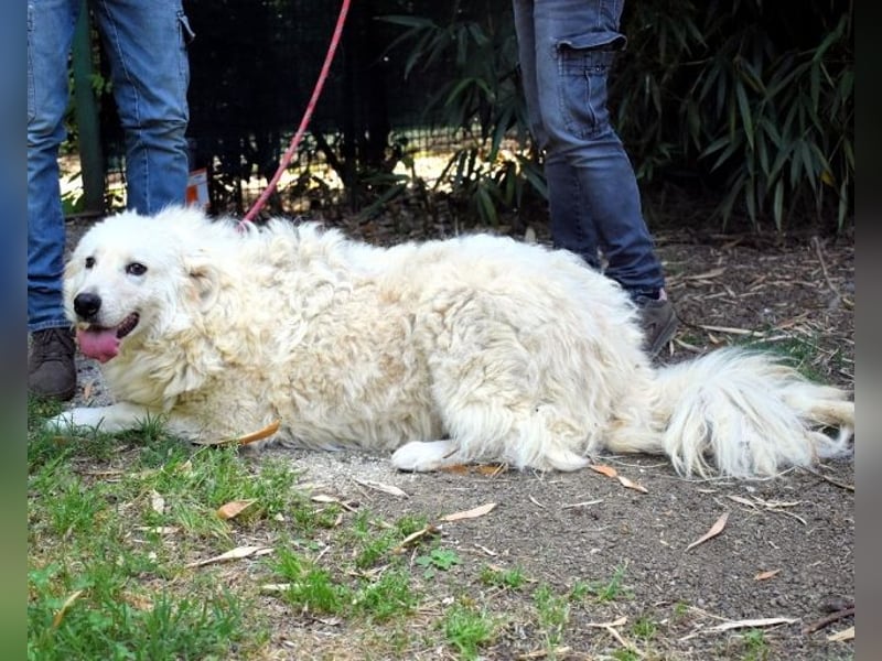 Archimede - sucht freundliche Aufnahme