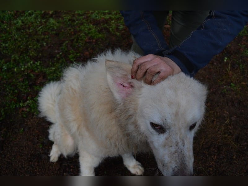 Gherardo - Ein Adler bleibt ein Adler...