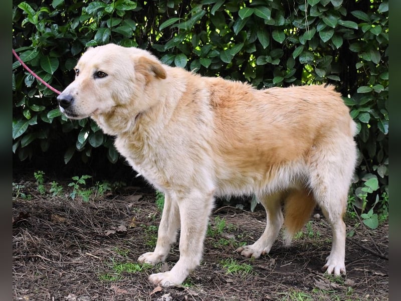 Antiloco - Nur ein Wunsch: endlich nach Hause!