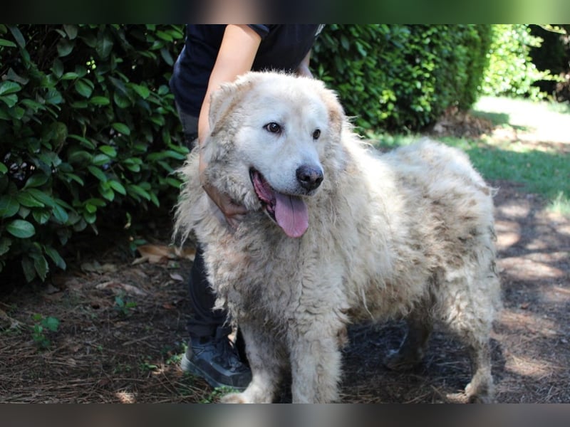 Noak - Alles nur Wunschdenken... ?