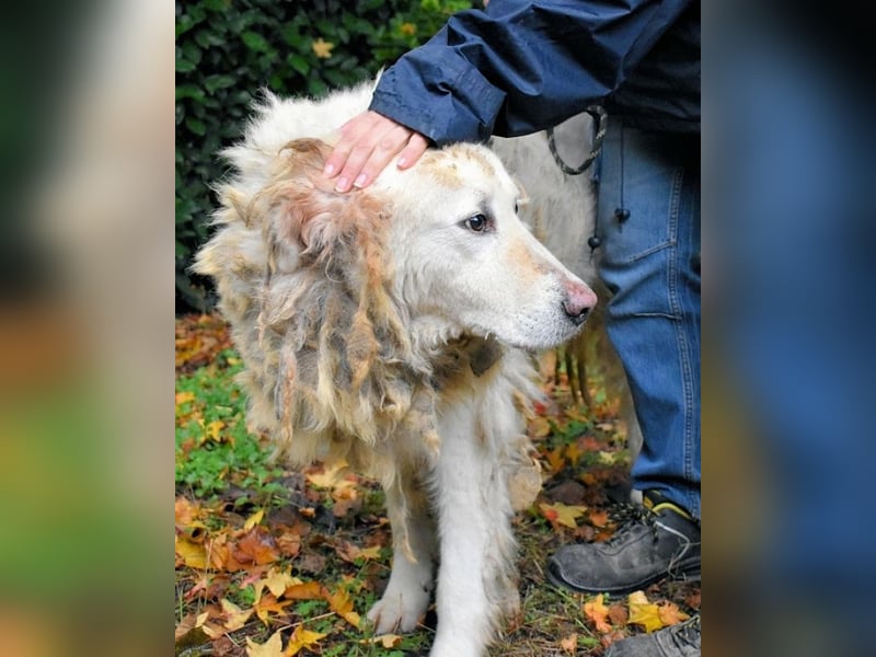 Akamu - Sucht seinen passenden Deckel