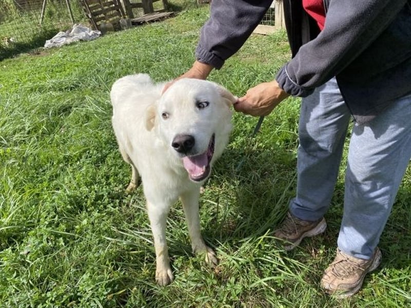 Boss - Wenn ein Name täuscht und ein Herz gewinnt