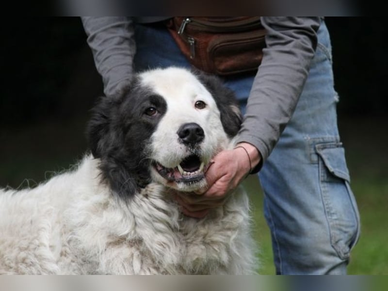 Mathis - mit dem treuen Blick