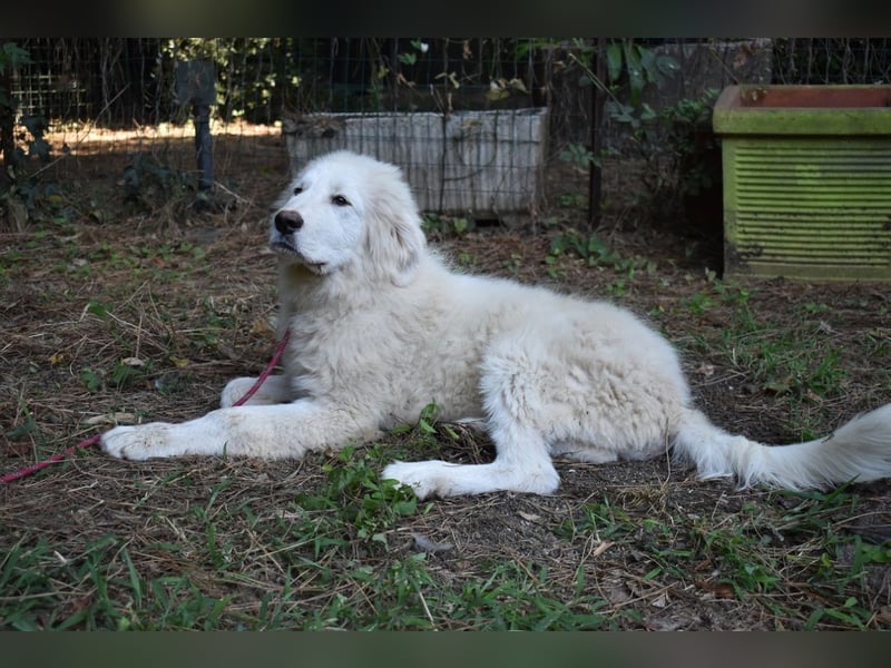 Leofric - Kleiner Löwe hat Großes vor