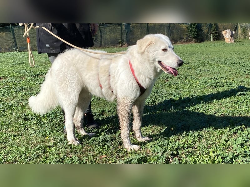 Mona - Ruhe, Würde und ein großes Herz