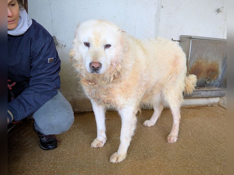 Eskie - aber bitte mit Sahne ins Glück!