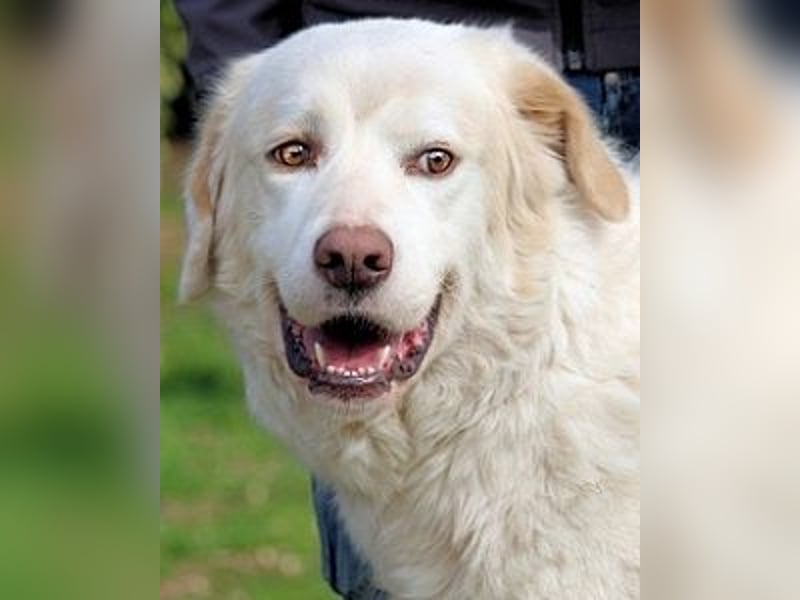 Abele - wenn Kraft und Zeit verloren gehen