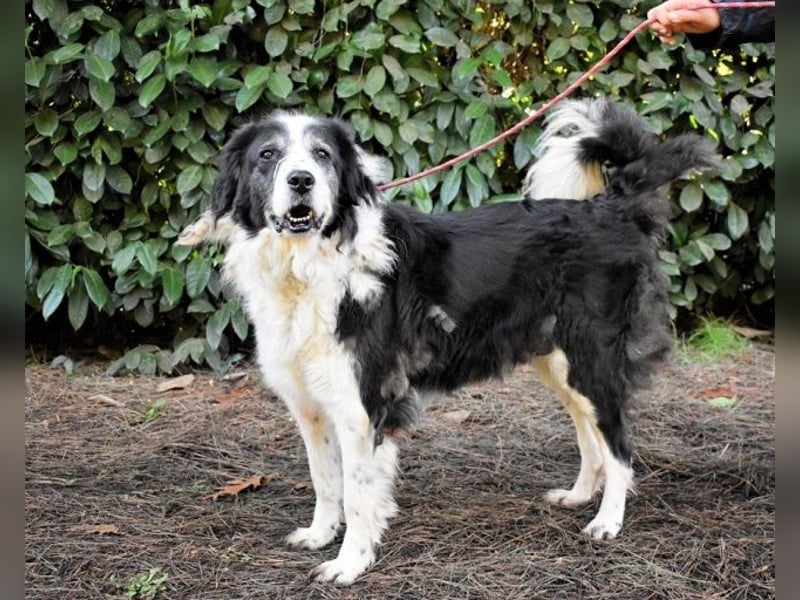 Hindah - Dreieinhalb Sommersprossen