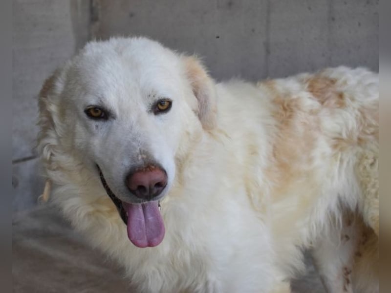 Folquet - Für immer zusammen?