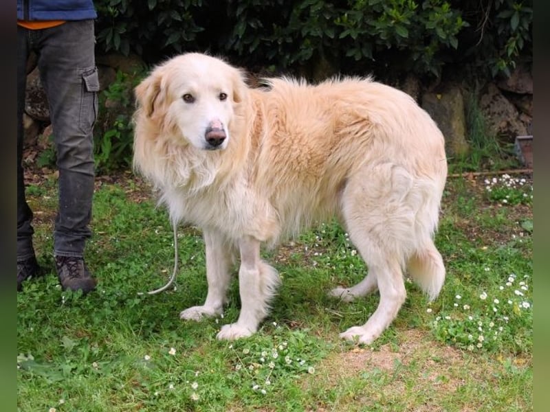 Marble -NOTFALL -  Die Geschichte vom geprügelten Hund