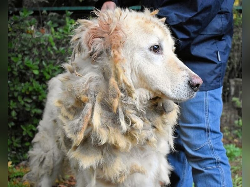 Akamu - Sucht seinen passenden Deckel