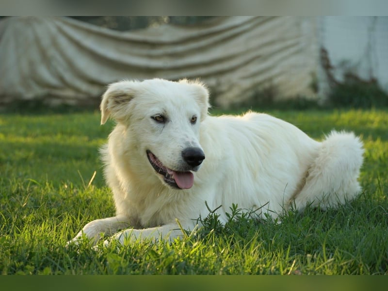 Mulan - eine weiße Herzensbrecherin und ihre drei Schwestern