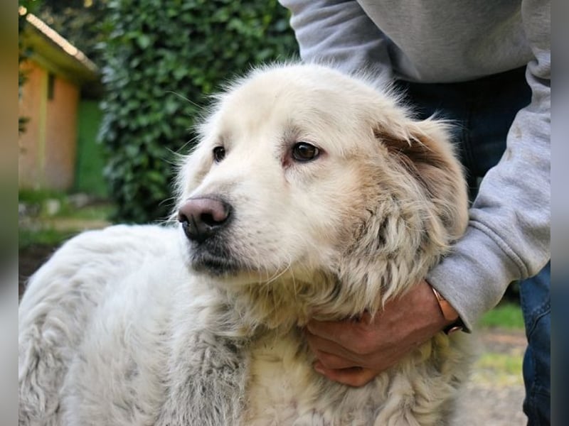 Gorivah - Das Leben ist zu kurz...