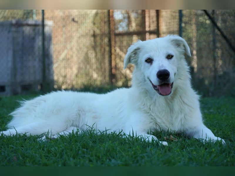 Mira - eine weiße Herzensbrecherin und ihre drei Schwestern