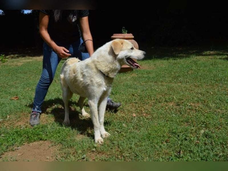 Neeko - Traumhund sucht Traummenschen
