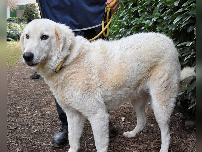 Damarius - niemals ist eine schrecklich lange Zeit