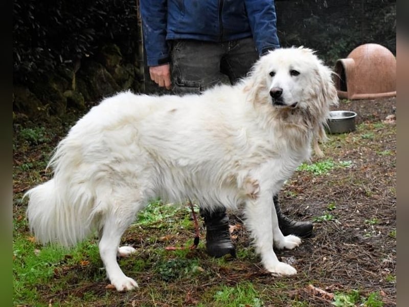 Aristodemo - nicht nur Schall und Rauch