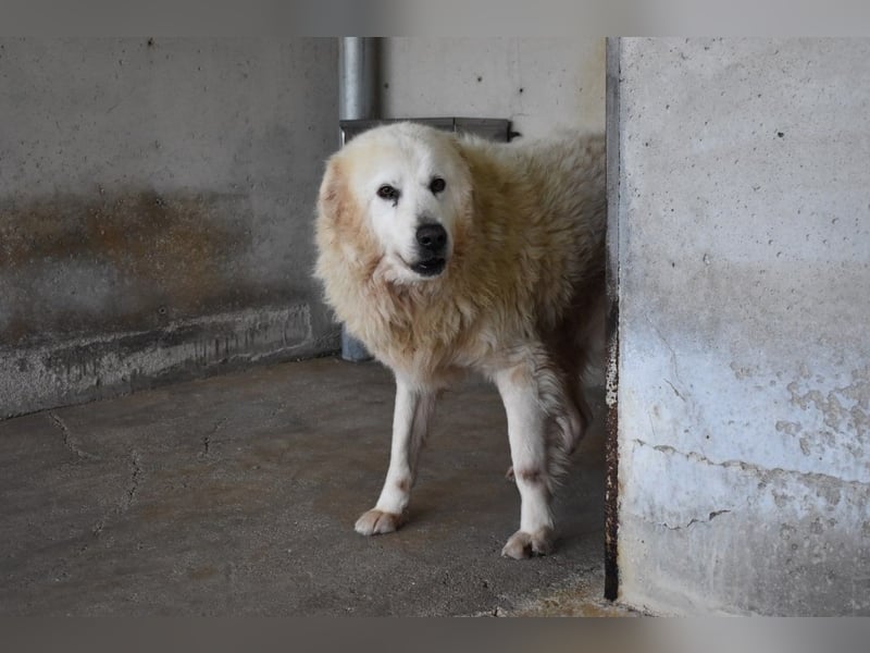 Daigle - "Tauschen Sie den Rest Ihres Zögerns gegen den Rest meines Lebens!"