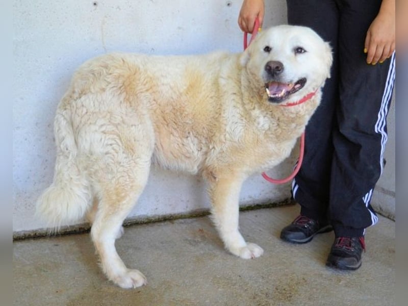Eskie - aber bitte mit Sahne ins Glück!