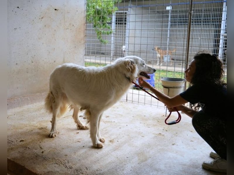 Hadrianus - weiß, es wird einmal ein Wunder gescheh'n