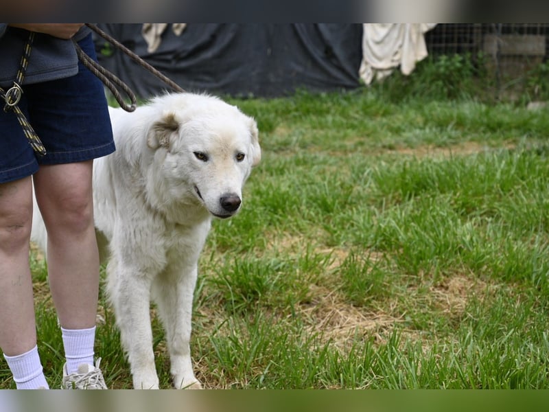 Boss - Wenn ein Name täuscht und ein Herz gewinnt