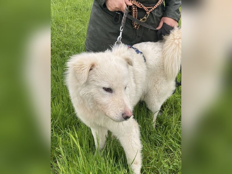 Cornelius - Vom Zurückgelassenen zum Lernwilligen