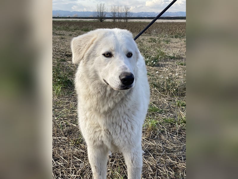 Mona - Ruhe, Würde und ein großes Herz