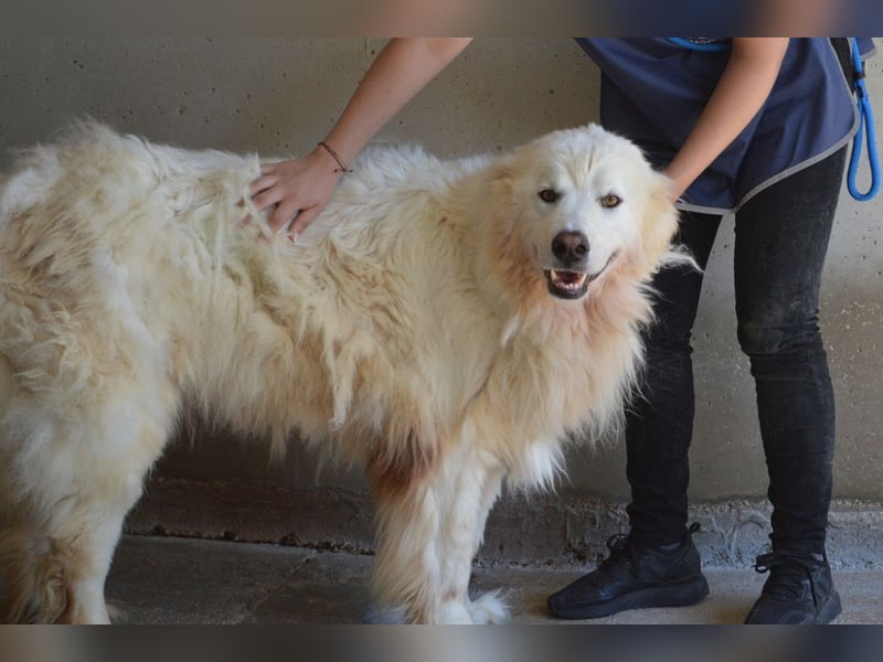 Jaafar - Der sanfte Riese