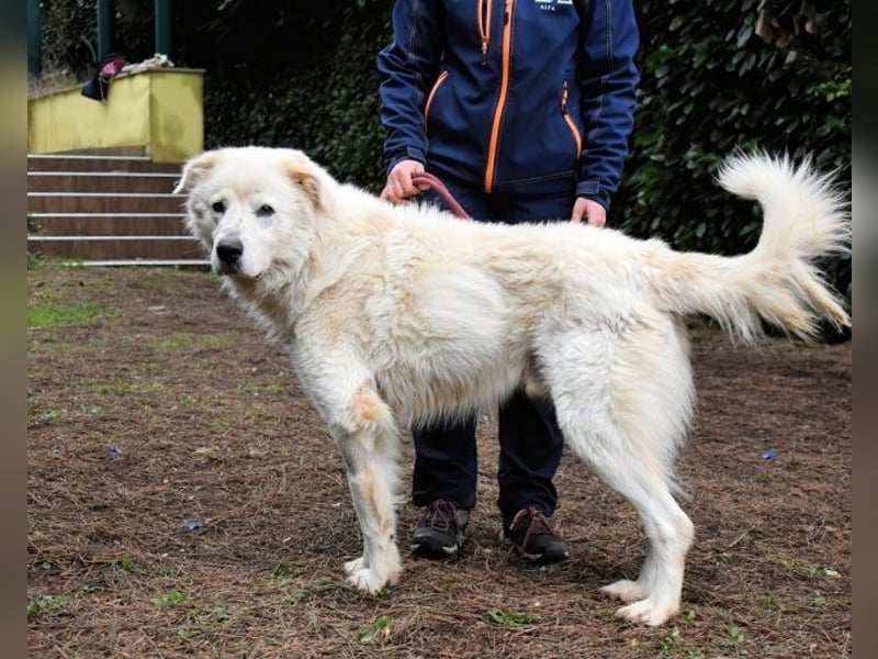 Apolonio - möchte für seine Menschen ein Fels in der Brandung sein